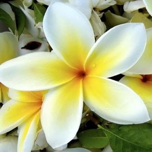 Meet your Posher, Ella